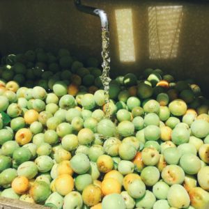 子供達に大好評！簡単『自家製梅シロップ』の作り方